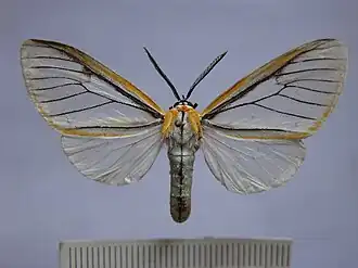 Hyalurga fenestrata