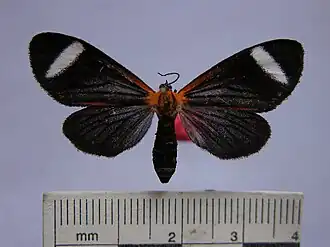 Hyalurga vinosa