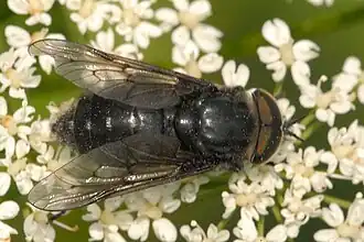 Glanzende knobbeldaas