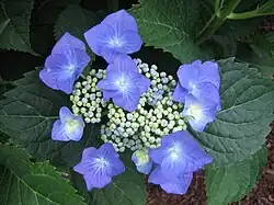 H. macrophylla 'Taube'