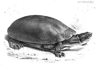 Bochelschildpad