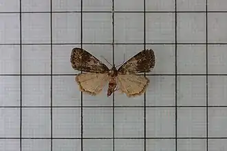 Hydrillodes lentalis