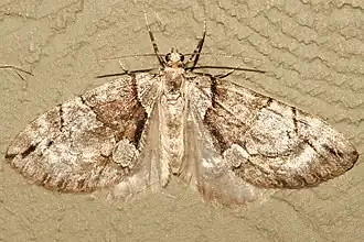 Hydriomena exculpata