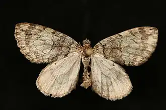 Hydriomena marinata