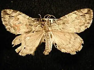 Hydriomena perfracta