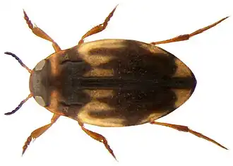 Hydroglyphus geminus