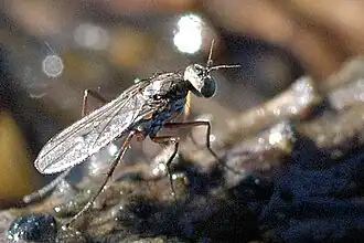 Hydrophorus balticus