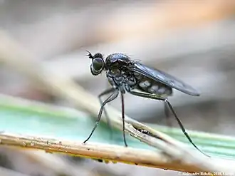 Hydrophorus bipunctatus