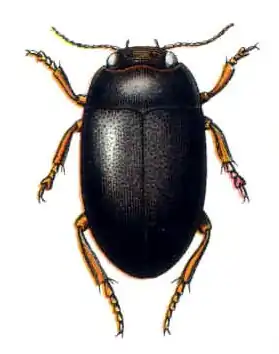 Hydroporus melanarius