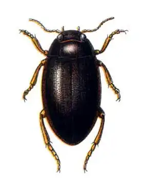 Hydroporus memnonius
