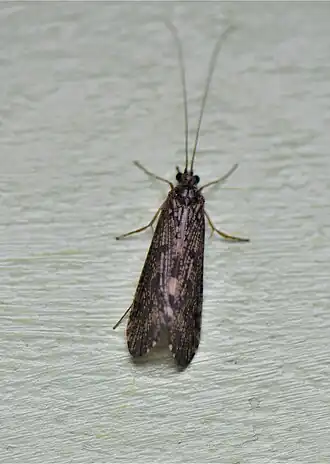 Hydropsyche occidentalis