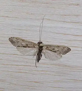 Hydropsyche siltalai