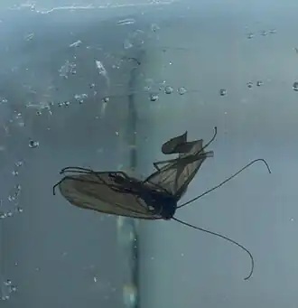 Hydropsyche tabacarui