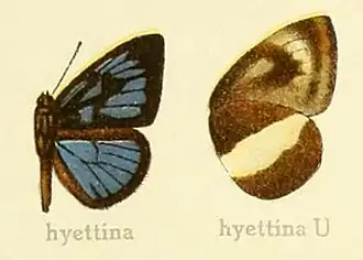 Hypophytala hyettina