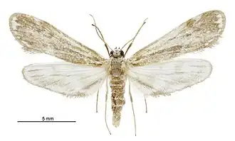 Hygraula nitens