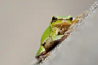Hyla chinensis