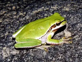 Hyla felixarabica