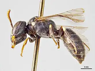 Hylaeus asperithorax
