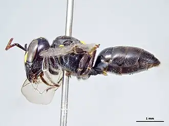 Hylaeus burnsi