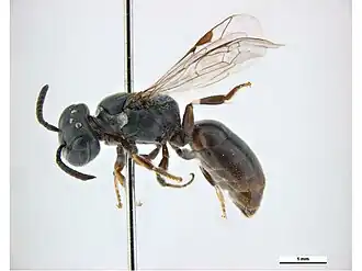 Hylaeus cliffordiellus