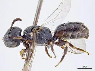 Hylaeus woyensis