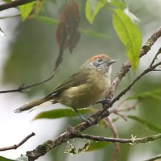 Roestkruinvireo