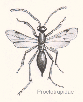 Proctotrupidae