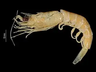 Hymenopenaeus methalli