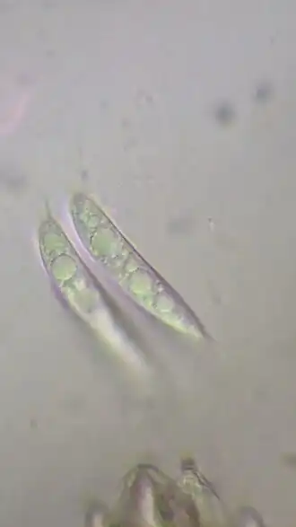 Wimpersporig vlieskelkje