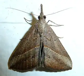 Hypena obacerralis