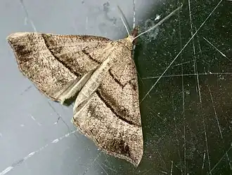 Bruine snuituil (Hypena proboscidalis)