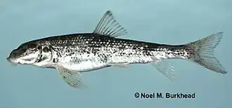 Hypentelium etowanum