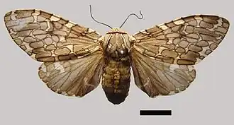 Hypercompe kinkelini