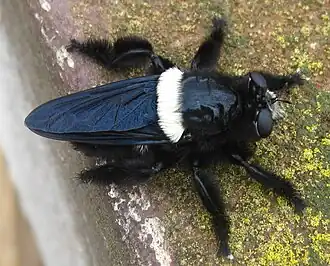 Hyperechia marshalli