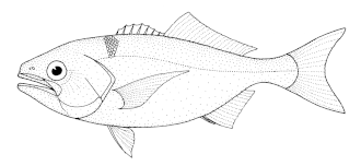 Antarctische botervis