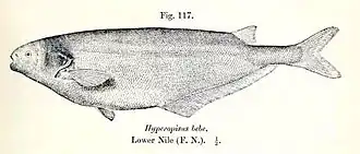 Hyperopisus