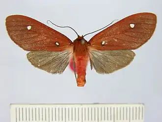 Hyperthaema sororita