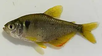 Hyphessobrycon igneus