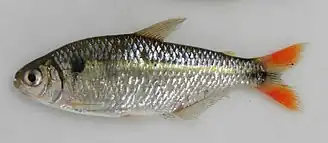 Hyphessobrycon togoi