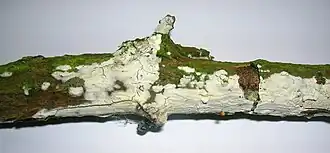 Witte vlierschorszwam