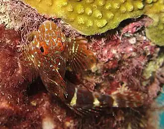 Hypleurochilus springeri