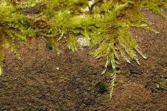 Gesnaveld klauwtjesmos (Hypnum cupressiforme), vertakking