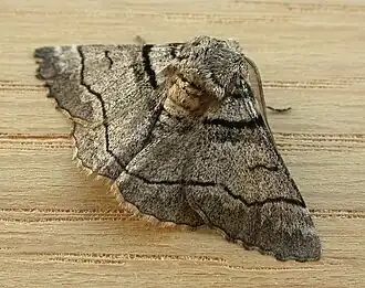 Hypobapta diffundens