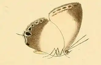 Hypochlorosis ancharia