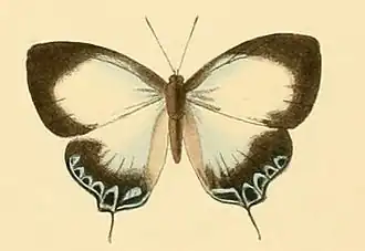 Hypochlorosis antipha