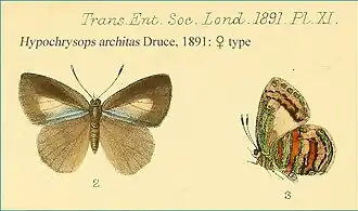 Hypochrysops architas