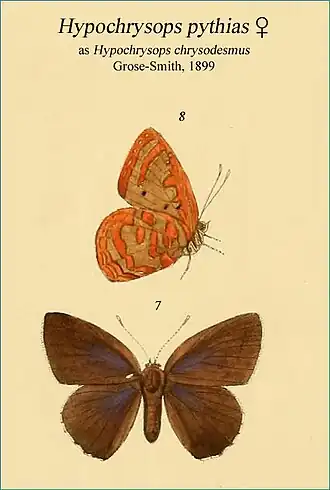 Hypochrysops chrysodesmus