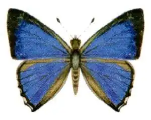 Hypochrysops digglesi