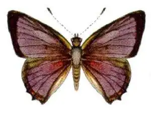 Hypochrysops epicurus