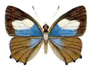 Hypochrysops polycletus